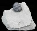 Enrolled Eldredgeops Trilobite In Matrix - New York #43799-1